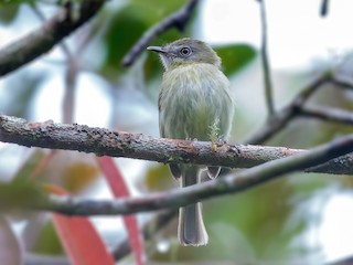  - White-eyed Tody-Tyrant