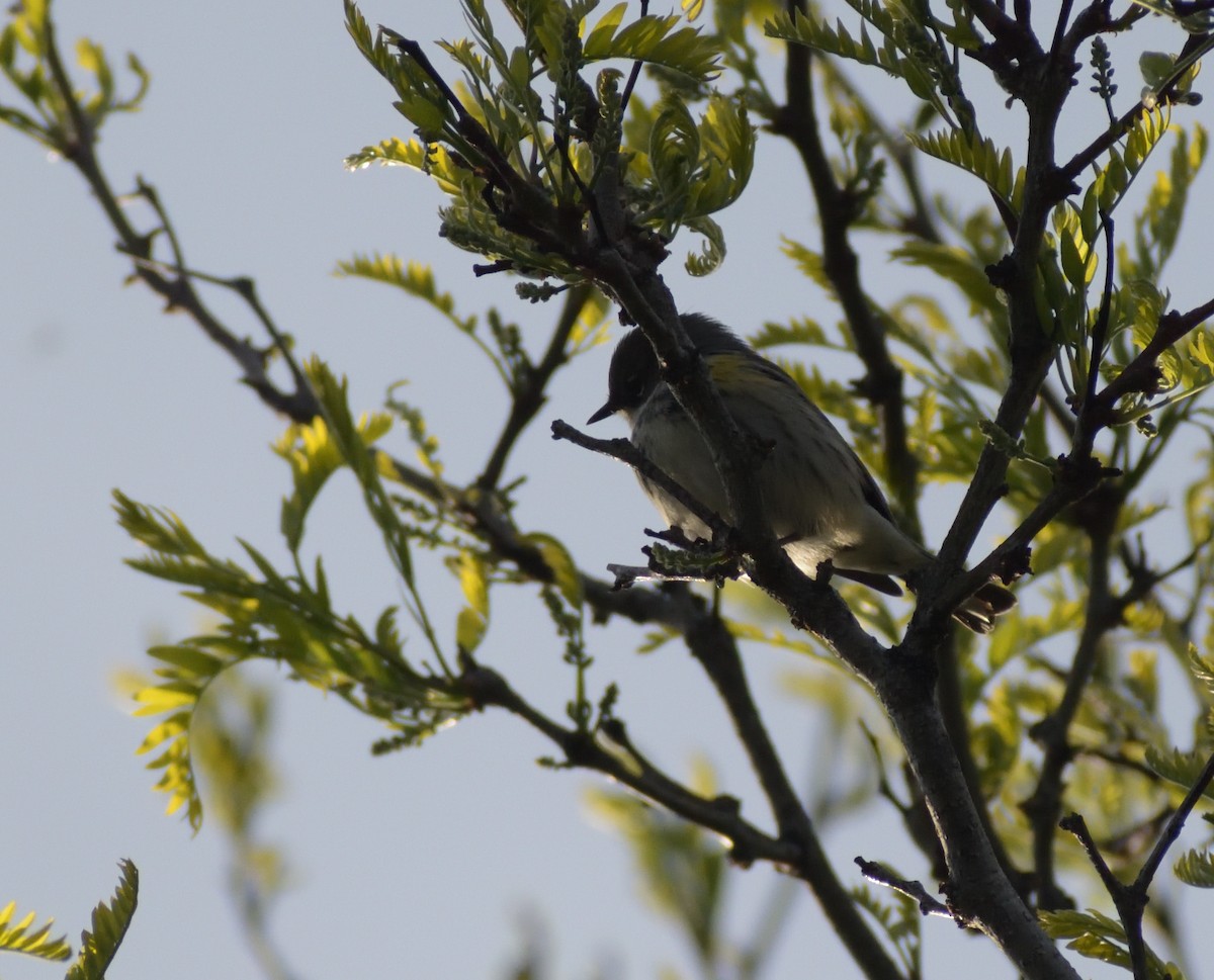 Yellow-rumped Warbler (Myrtle) - ML619533621