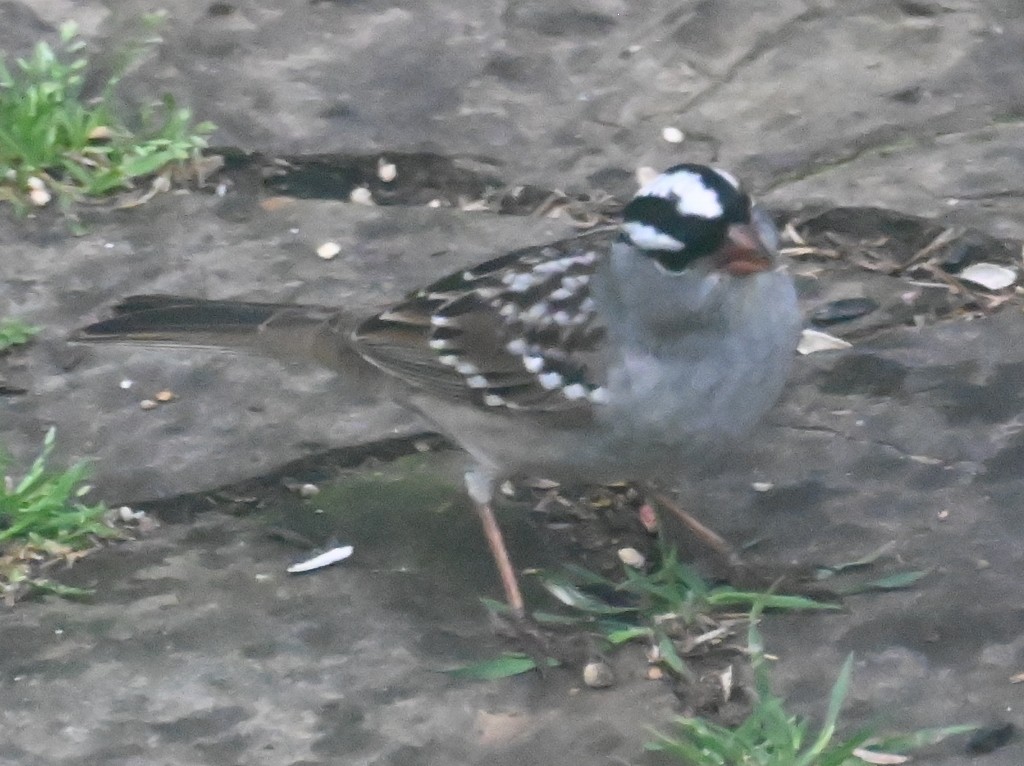 White-crowned Sparrow - ML619533626