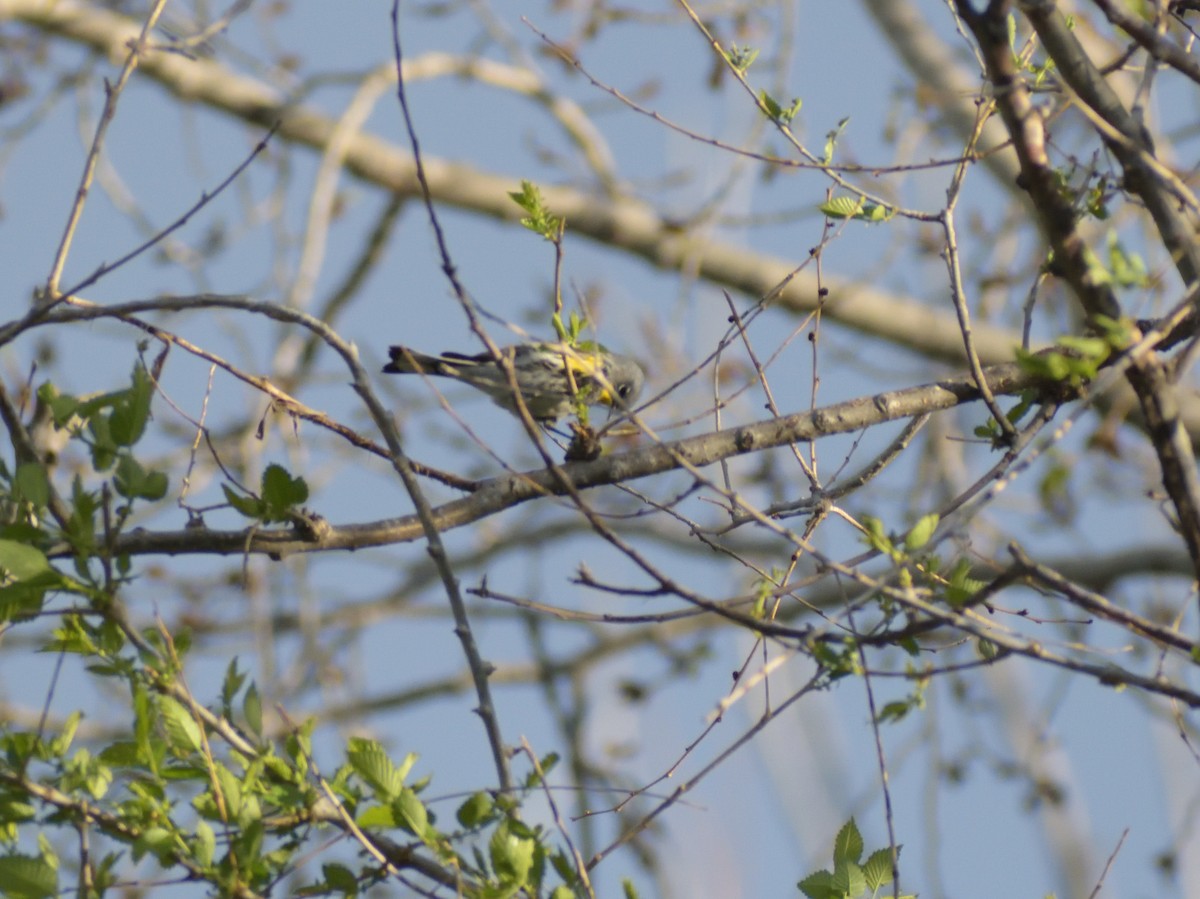 Yellow-rumped Warbler (Audubon's) - ML619533627