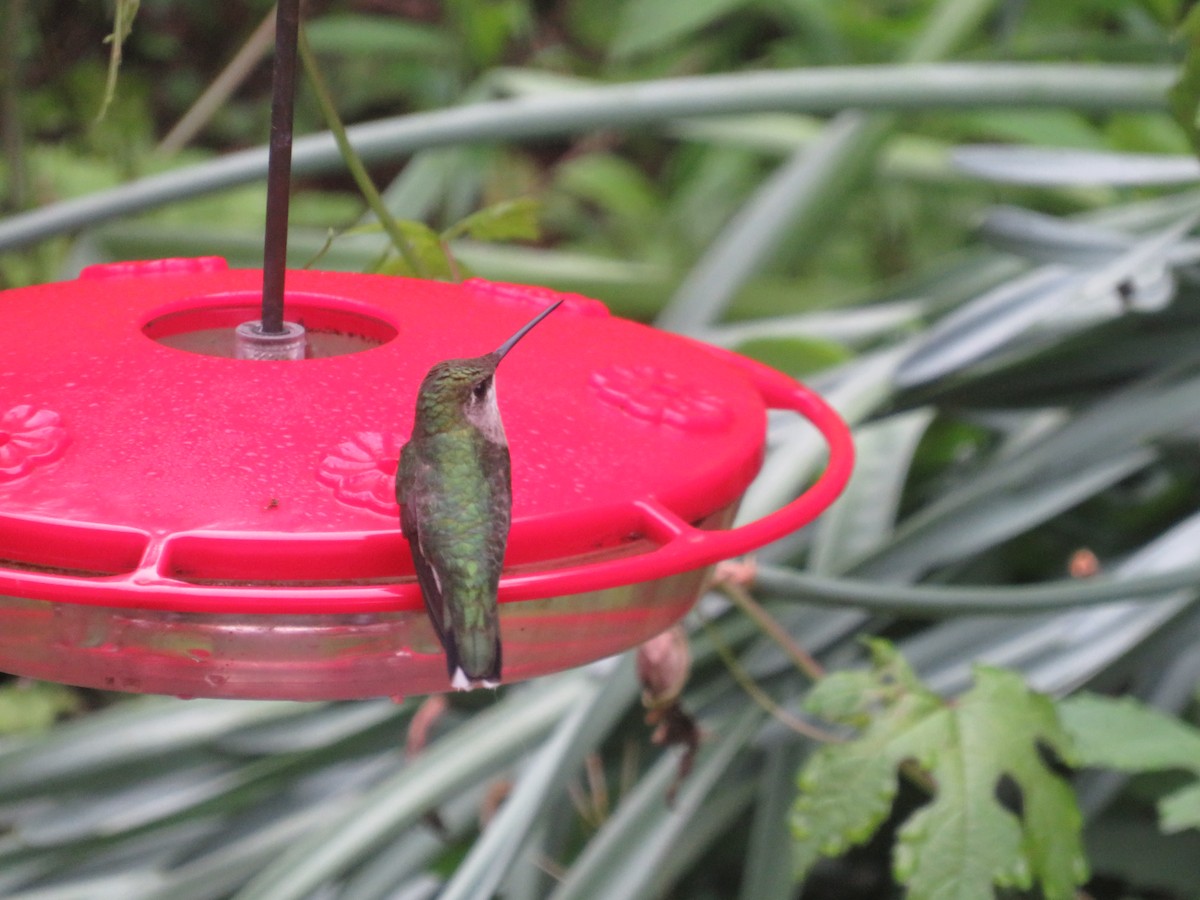 Ruby-throated Hummingbird - ML619533642