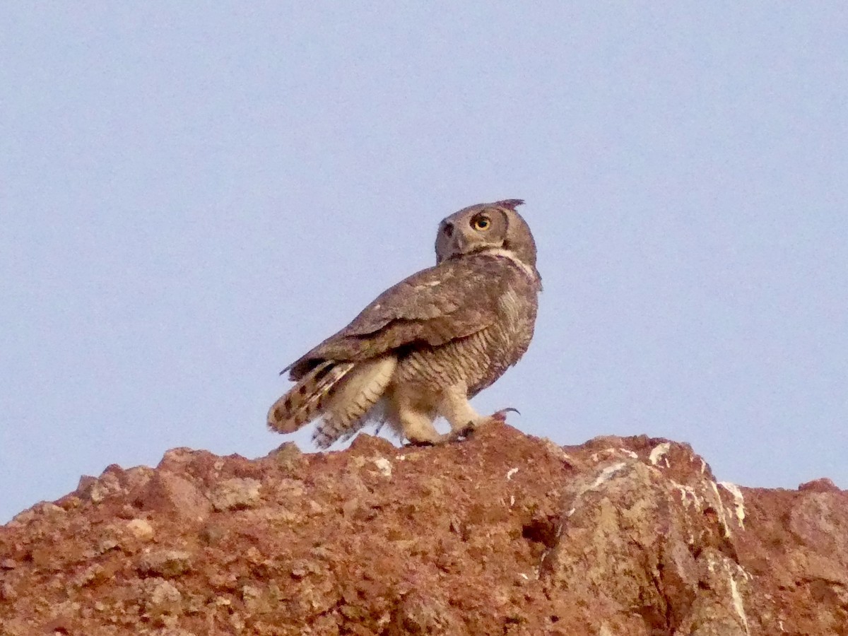 Great Horned Owl - ML619533659