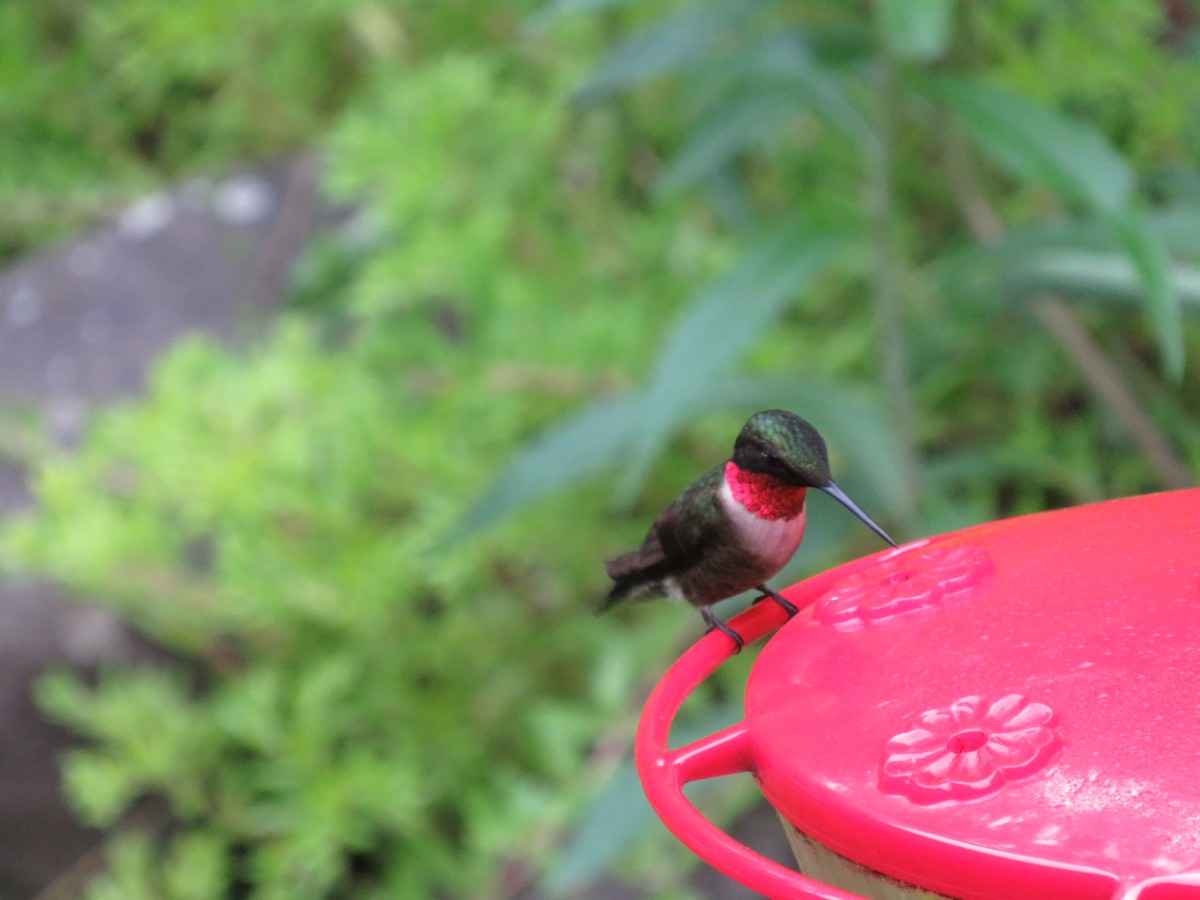 Ruby-throated Hummingbird - ML619533662
