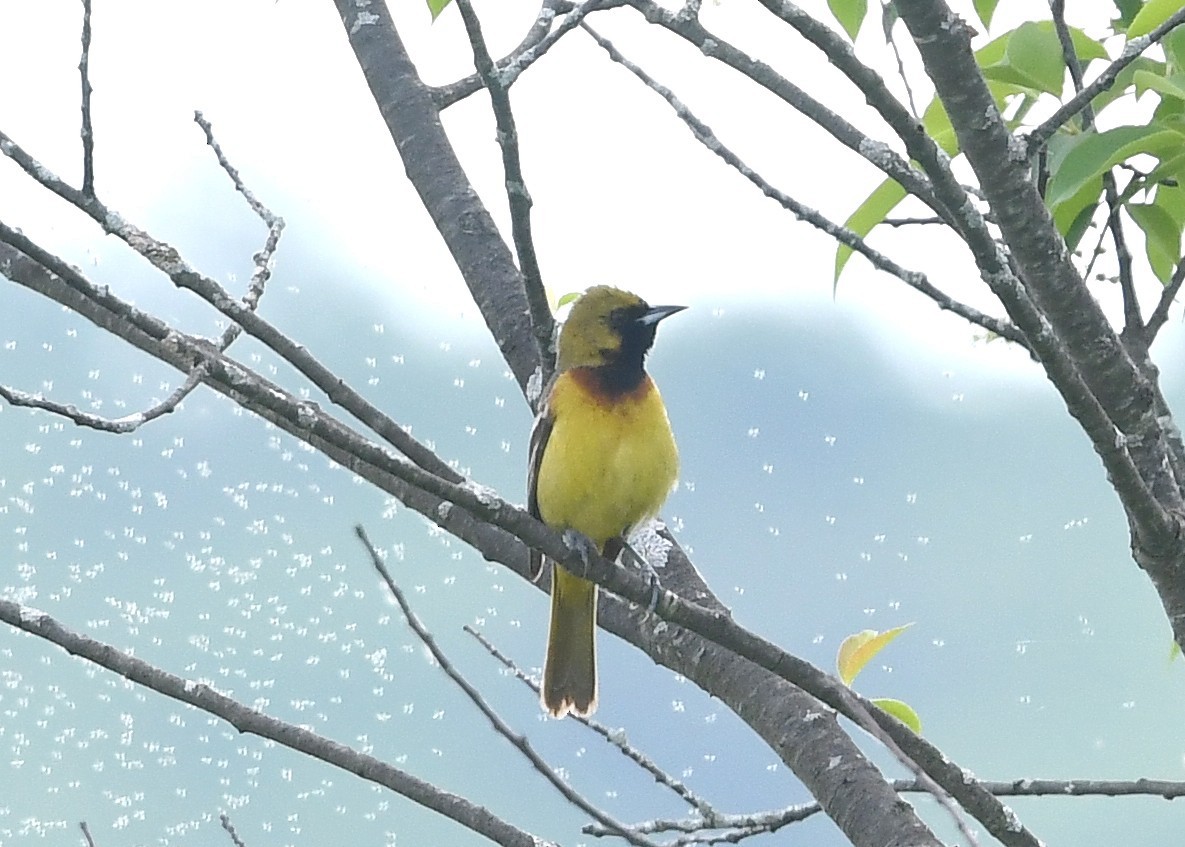 Orchard Oriole - ML619533674