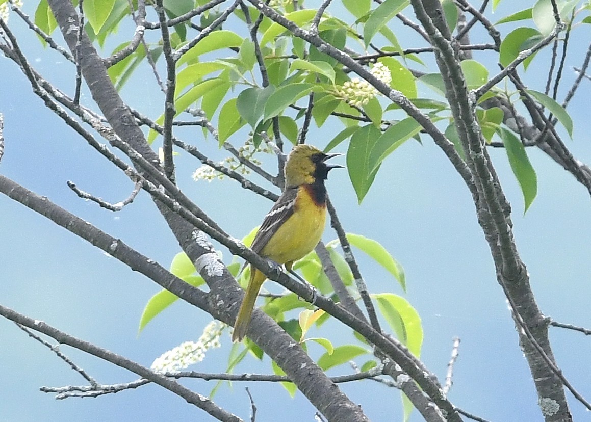 Orchard Oriole - ML619533678