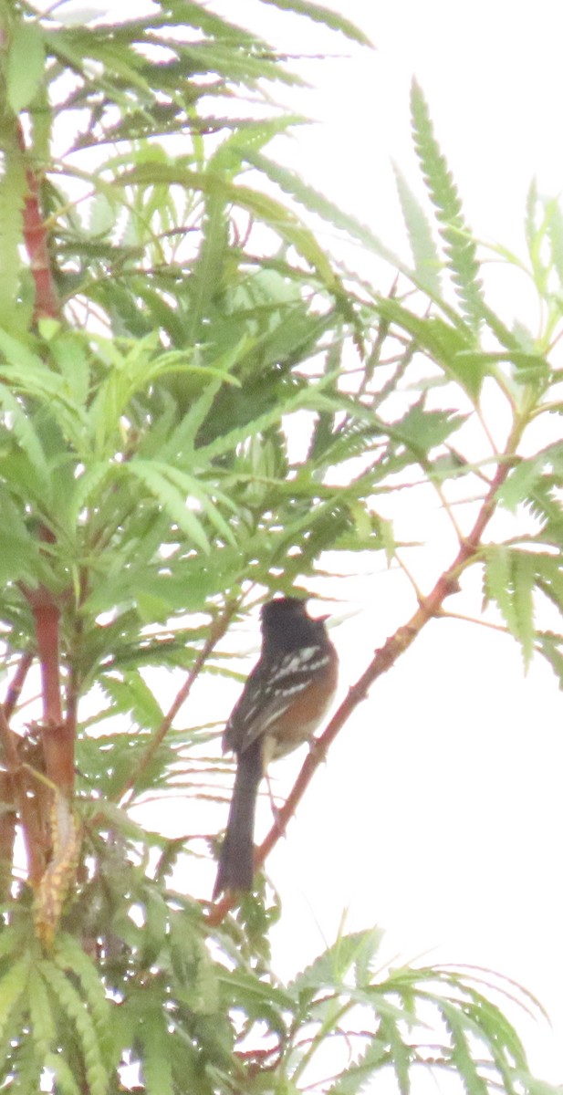 Spotted Towhee - ML619533680
