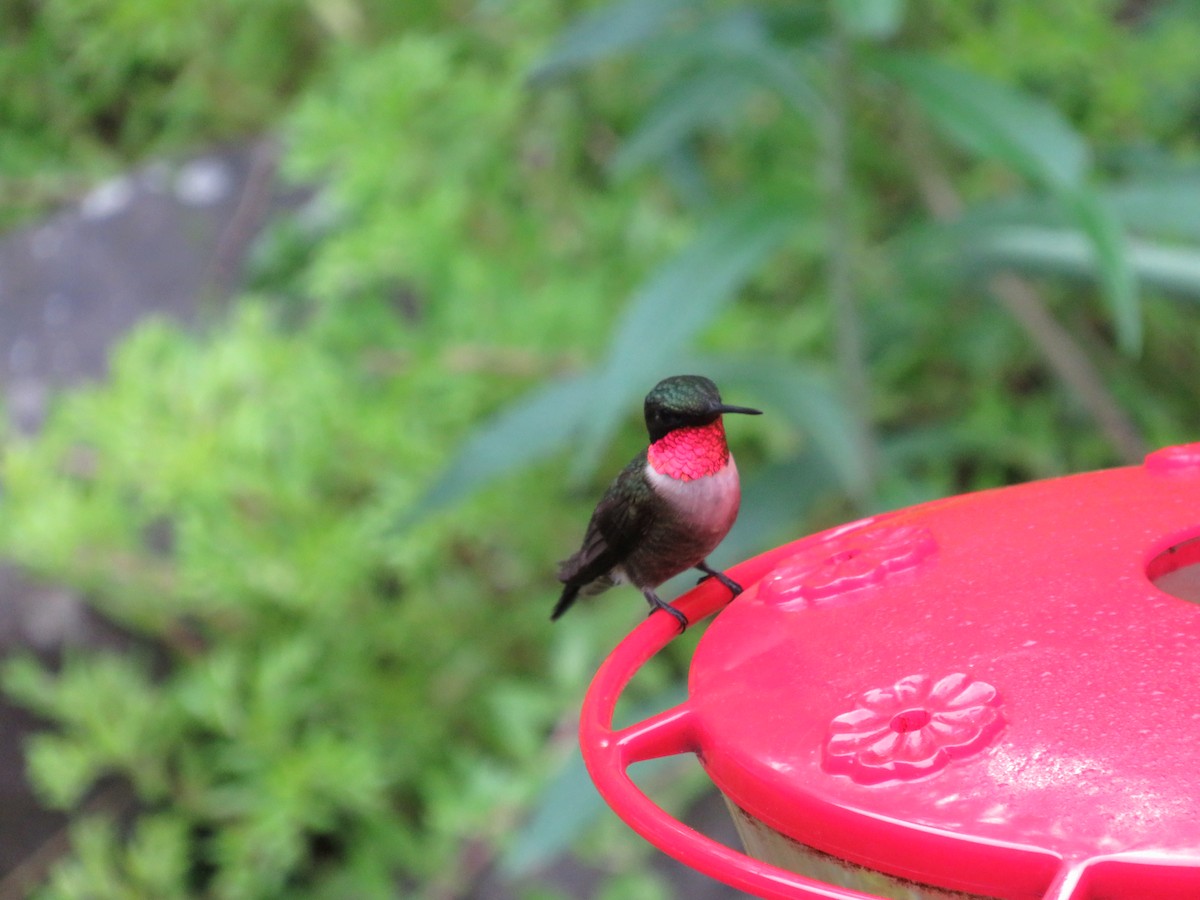 Ruby-throated Hummingbird - ML619533682
