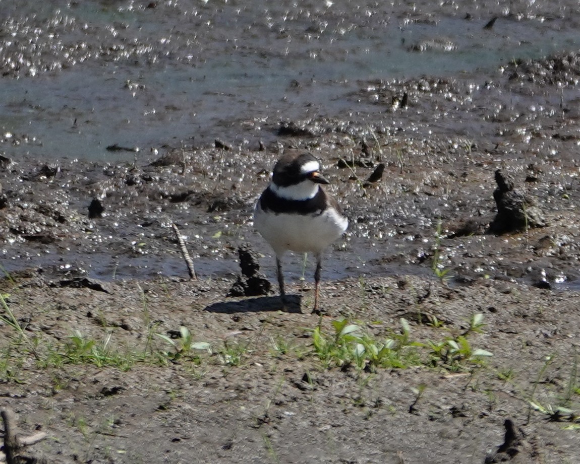 Semipalmated Plover - ML619533683