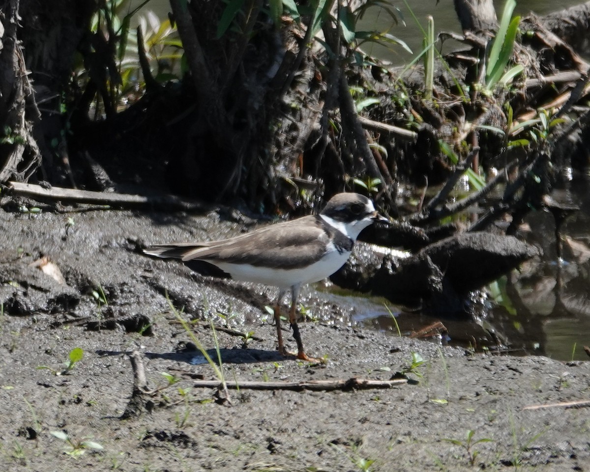 Semipalmated Plover - ML619533684