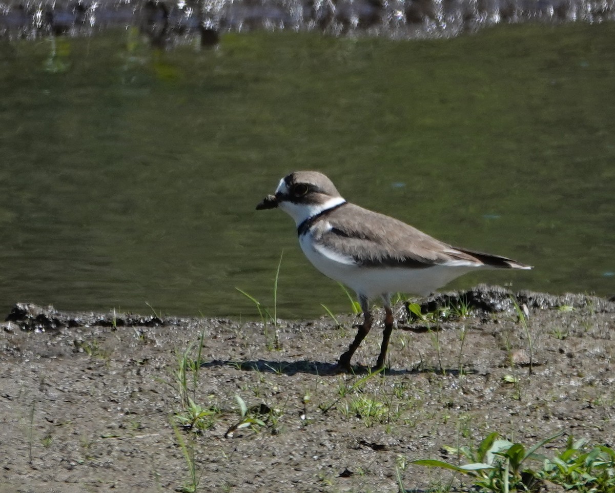 Semipalmated Plover - ML619533685