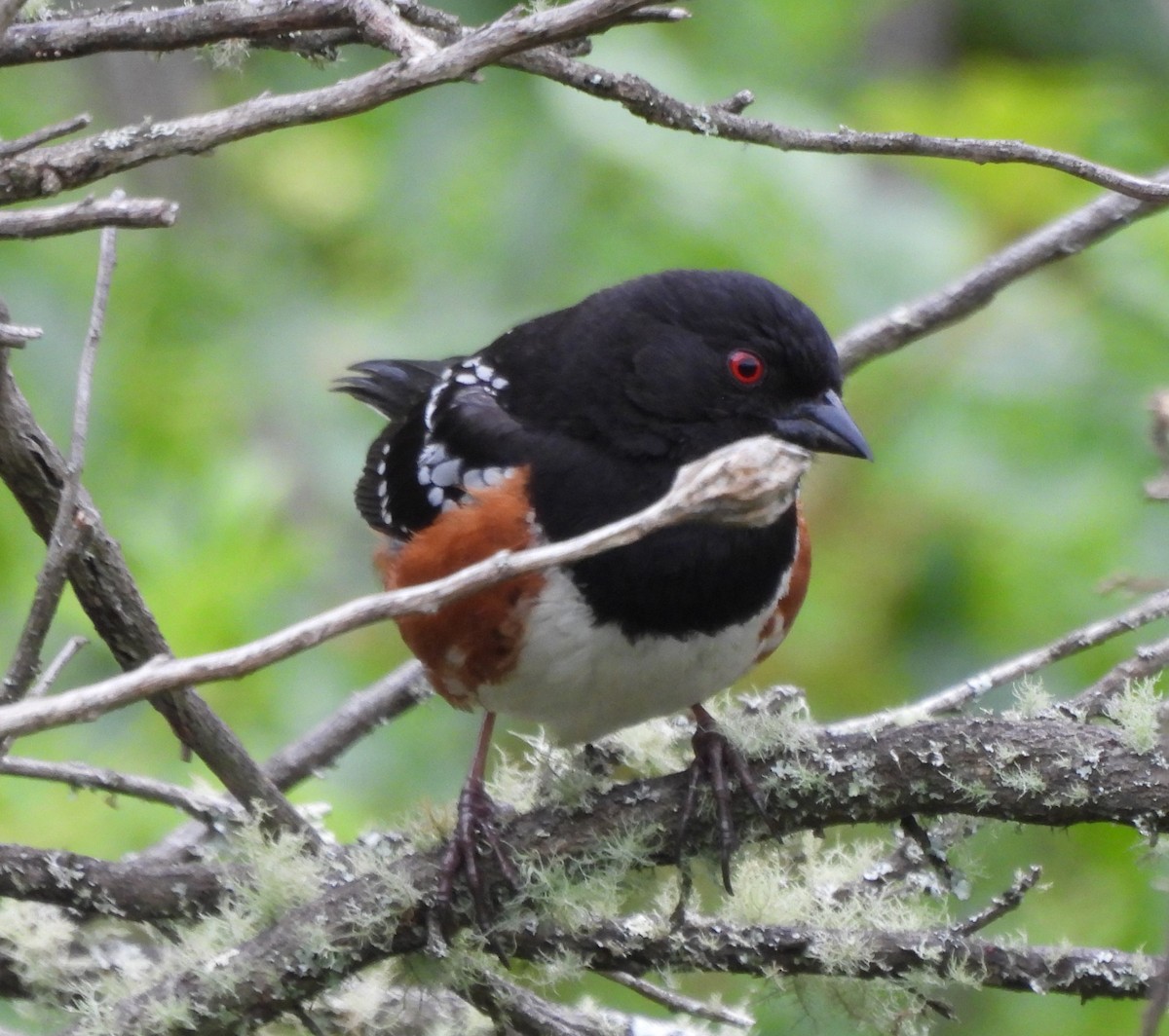 Spotted Towhee - ML619533692
