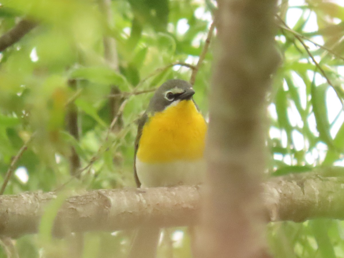 Yellow-breasted Chat - ML619533695