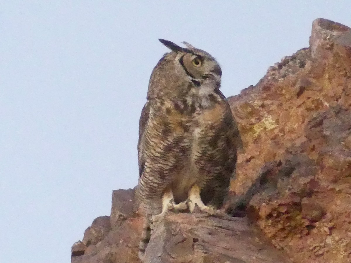 Great Horned Owl - ML619533711