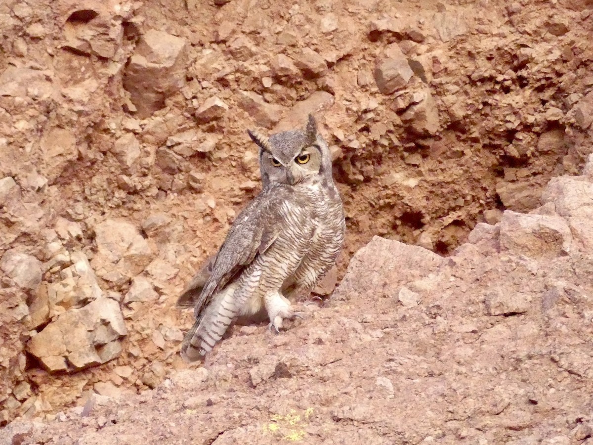 Great Horned Owl - ML619533713
