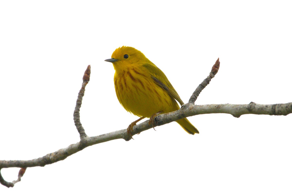 Yellow Warbler - ML619533714