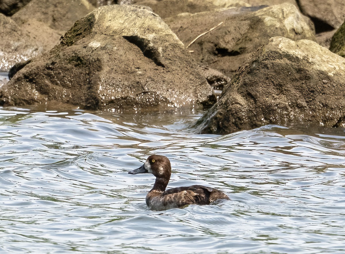 Greater Scaup - ML619533721
