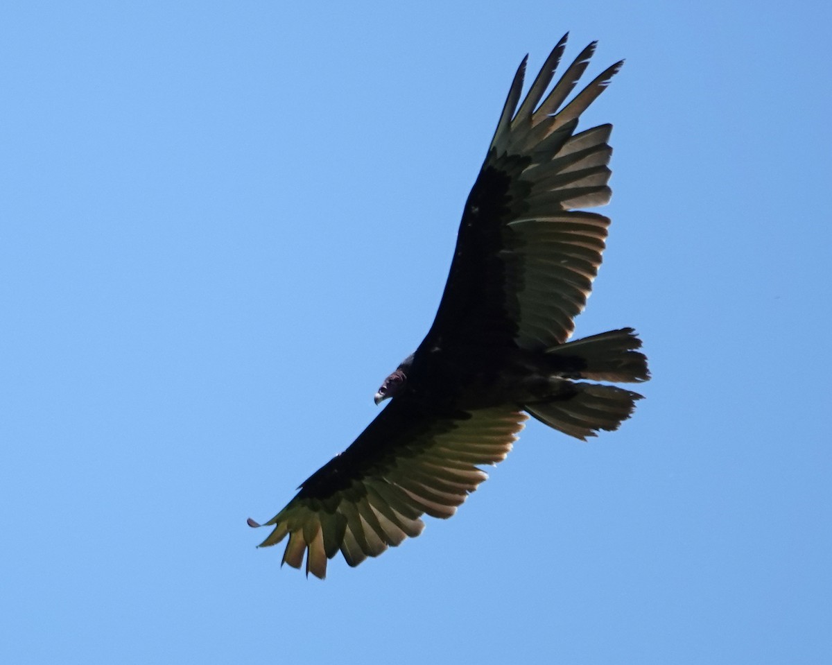Turkey Vulture - ML619533751