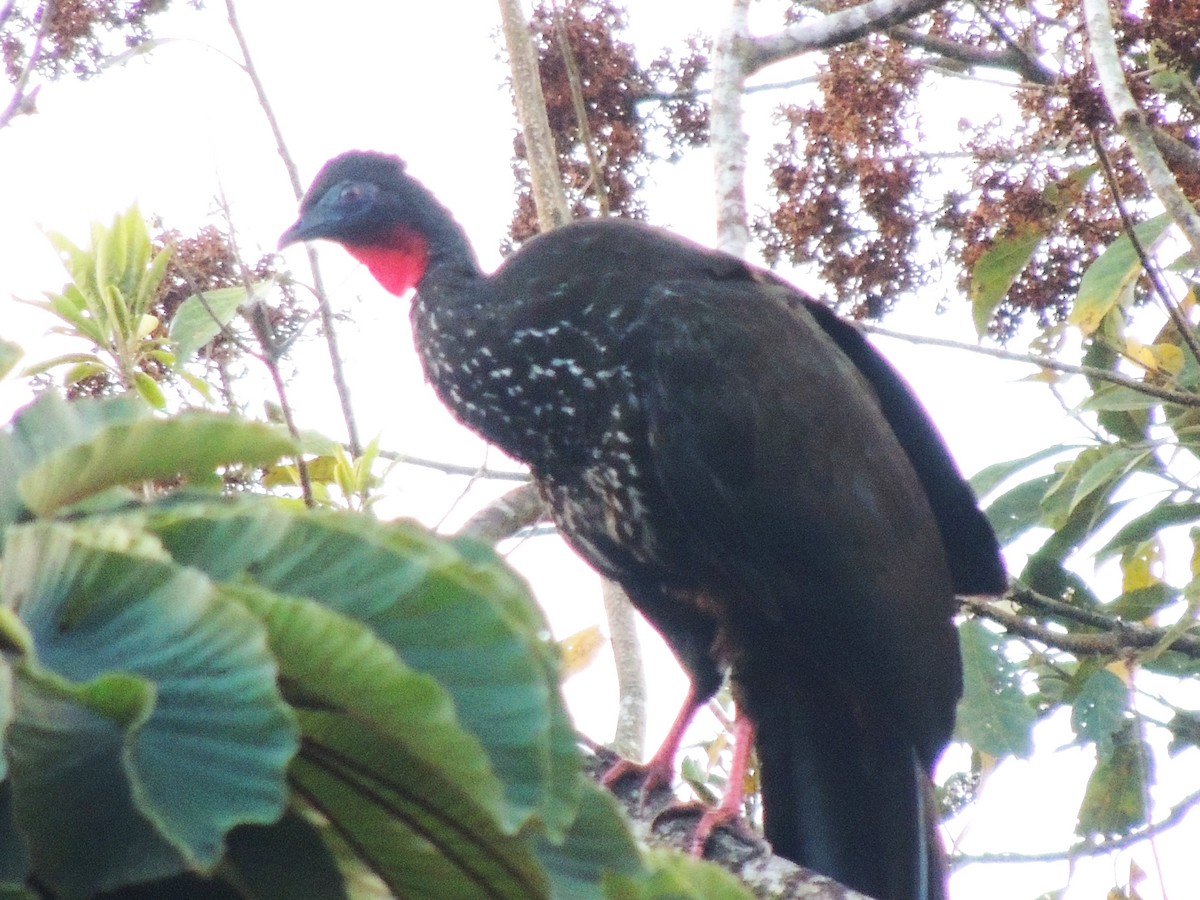 Crested Guan - ML619533764