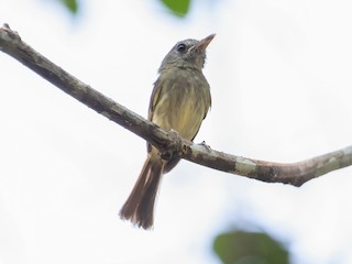  - Boat-billed Tody-Tyrant