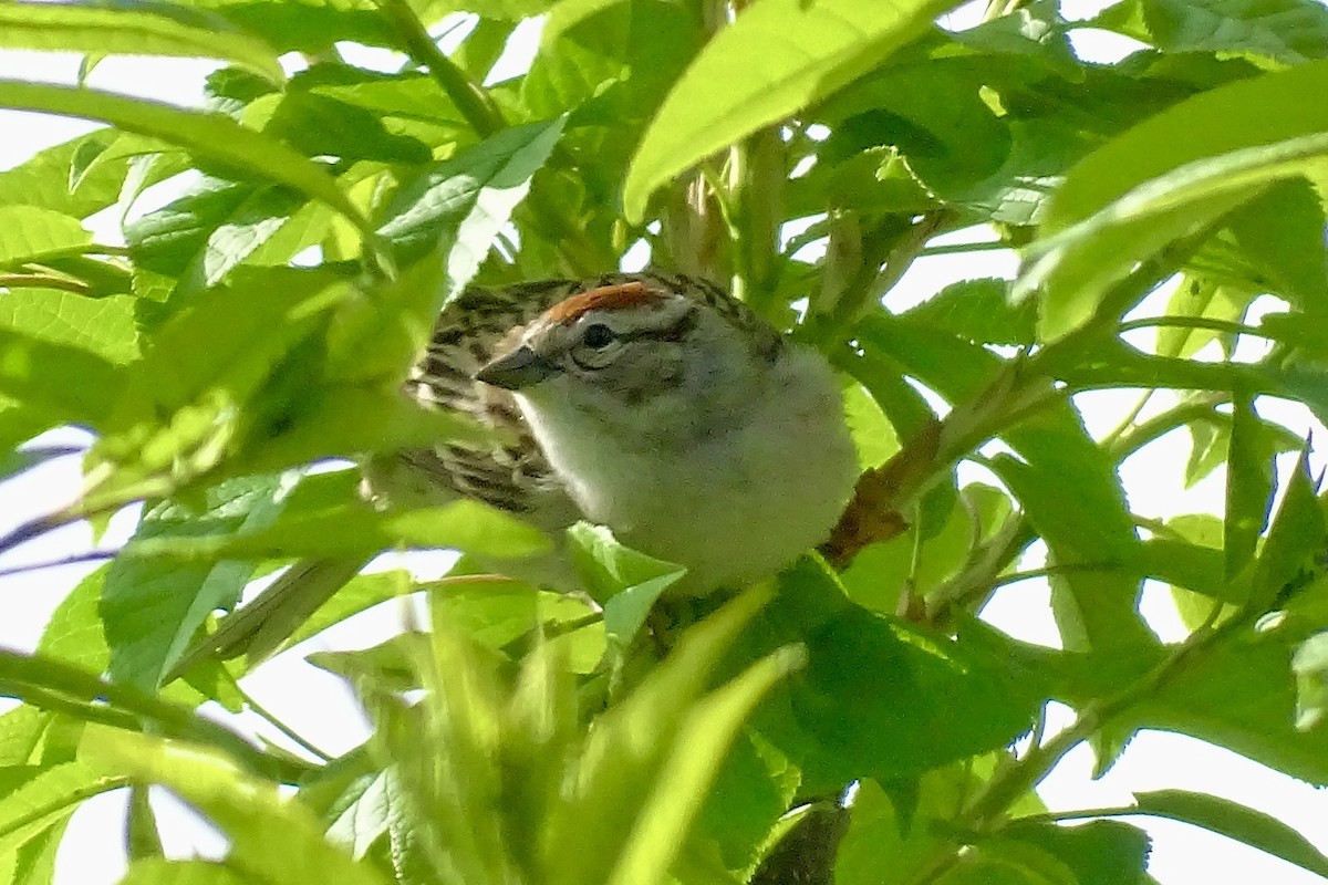 Chipping Sparrow - ML619533774