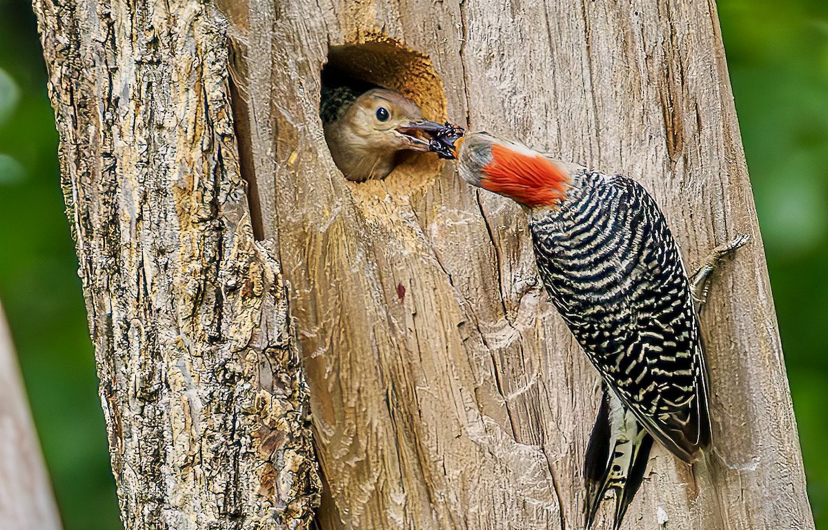 Red-bellied Woodpecker - ML619533797