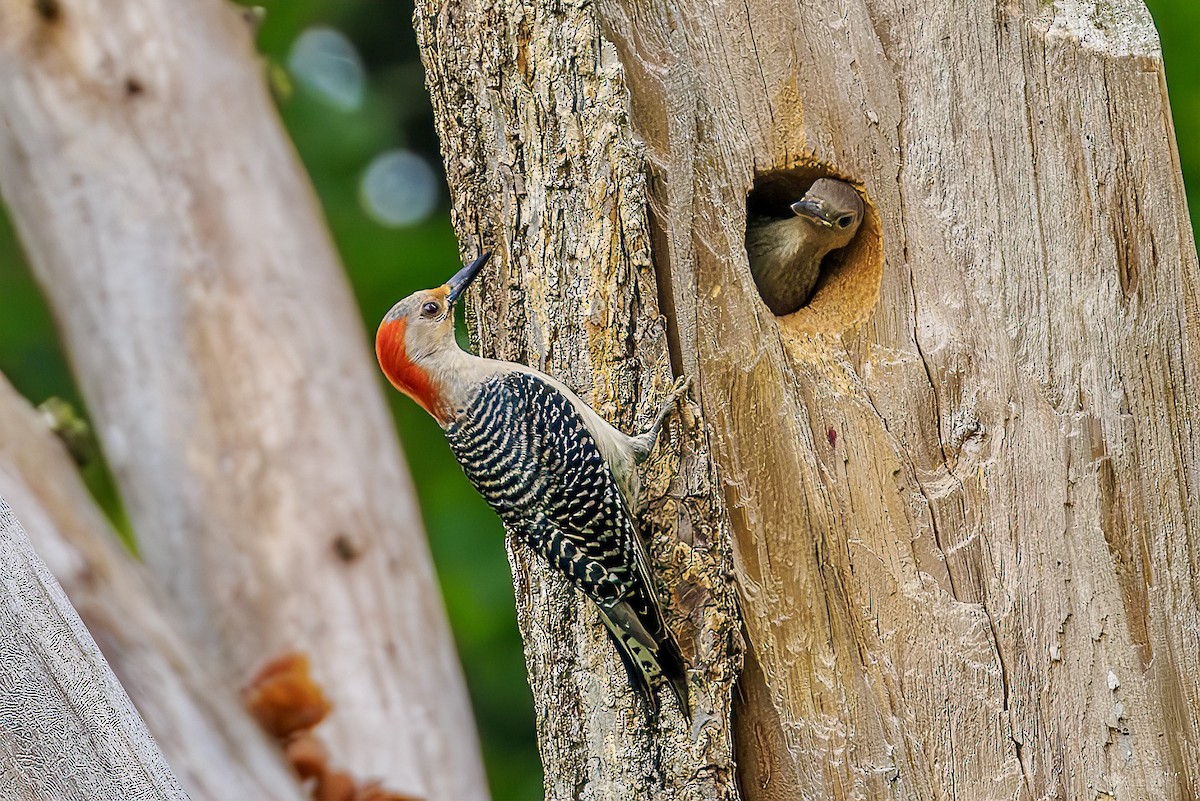 Red-bellied Woodpecker - ML619533799