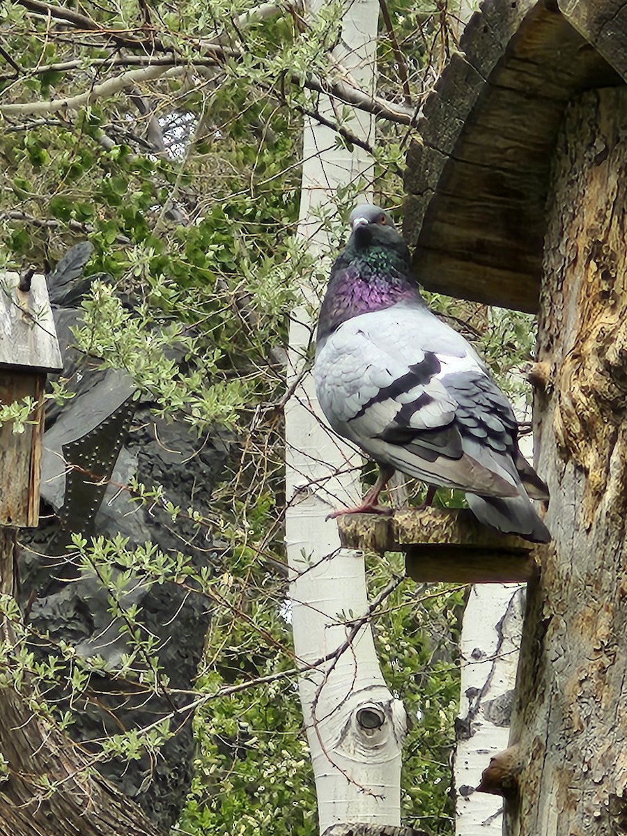 Rock Pigeon (Feral Pigeon) - ML619533813