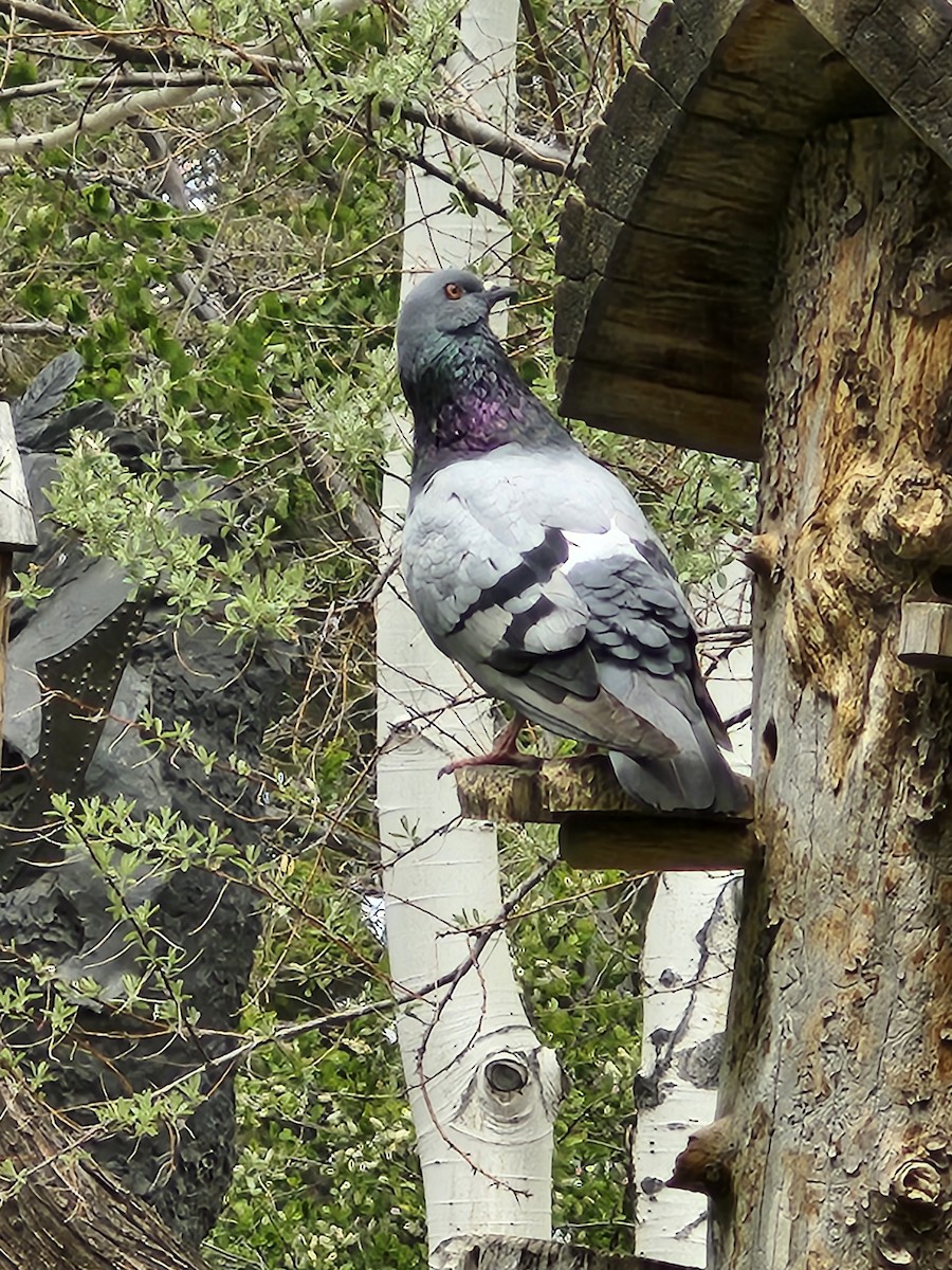 Pigeon biset (forme domestique) - ML619533817