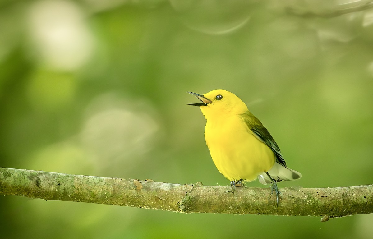 Prothonotary Warbler - ML619533820