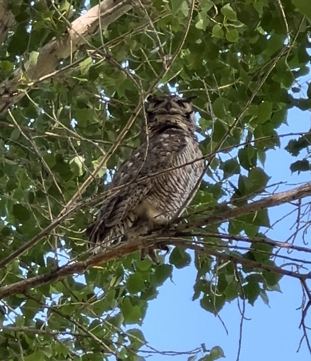 Great Horned Owl - ML619533828
