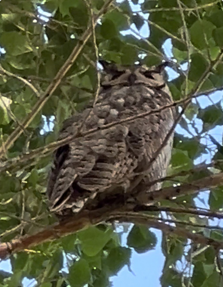 Great Horned Owl - ML619533829