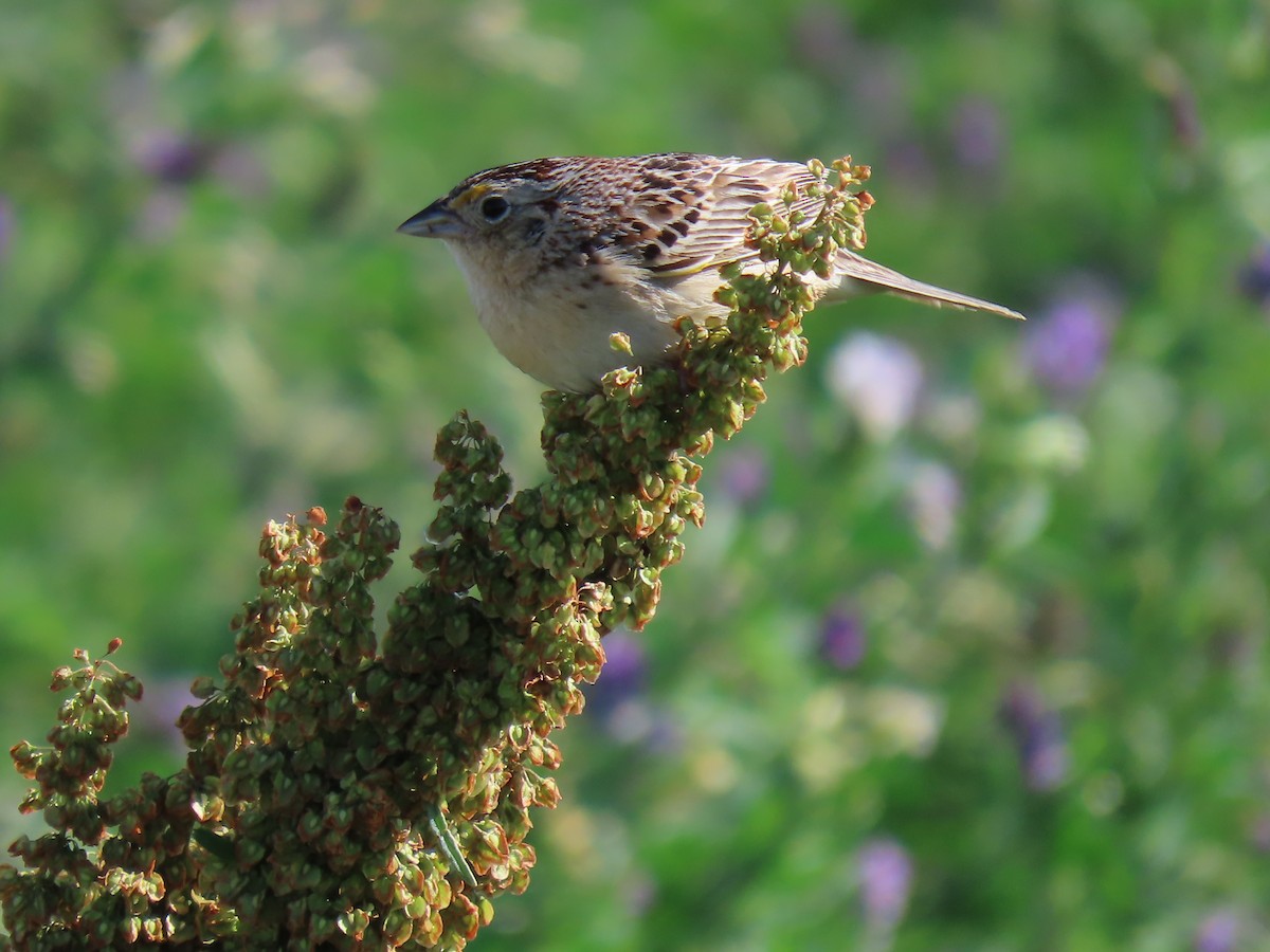 Grasshopper Sparrow - ML619533832