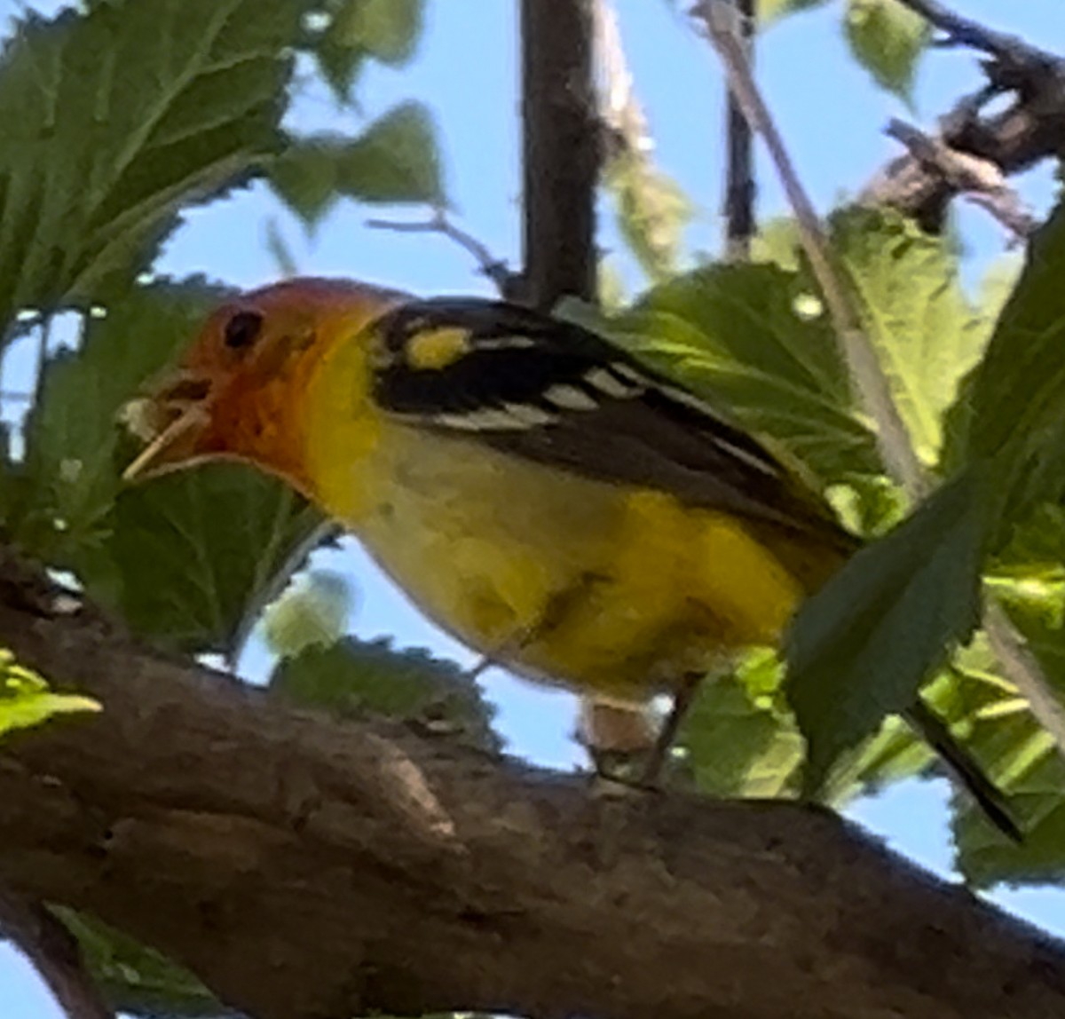 Western Tanager - ML619533862
