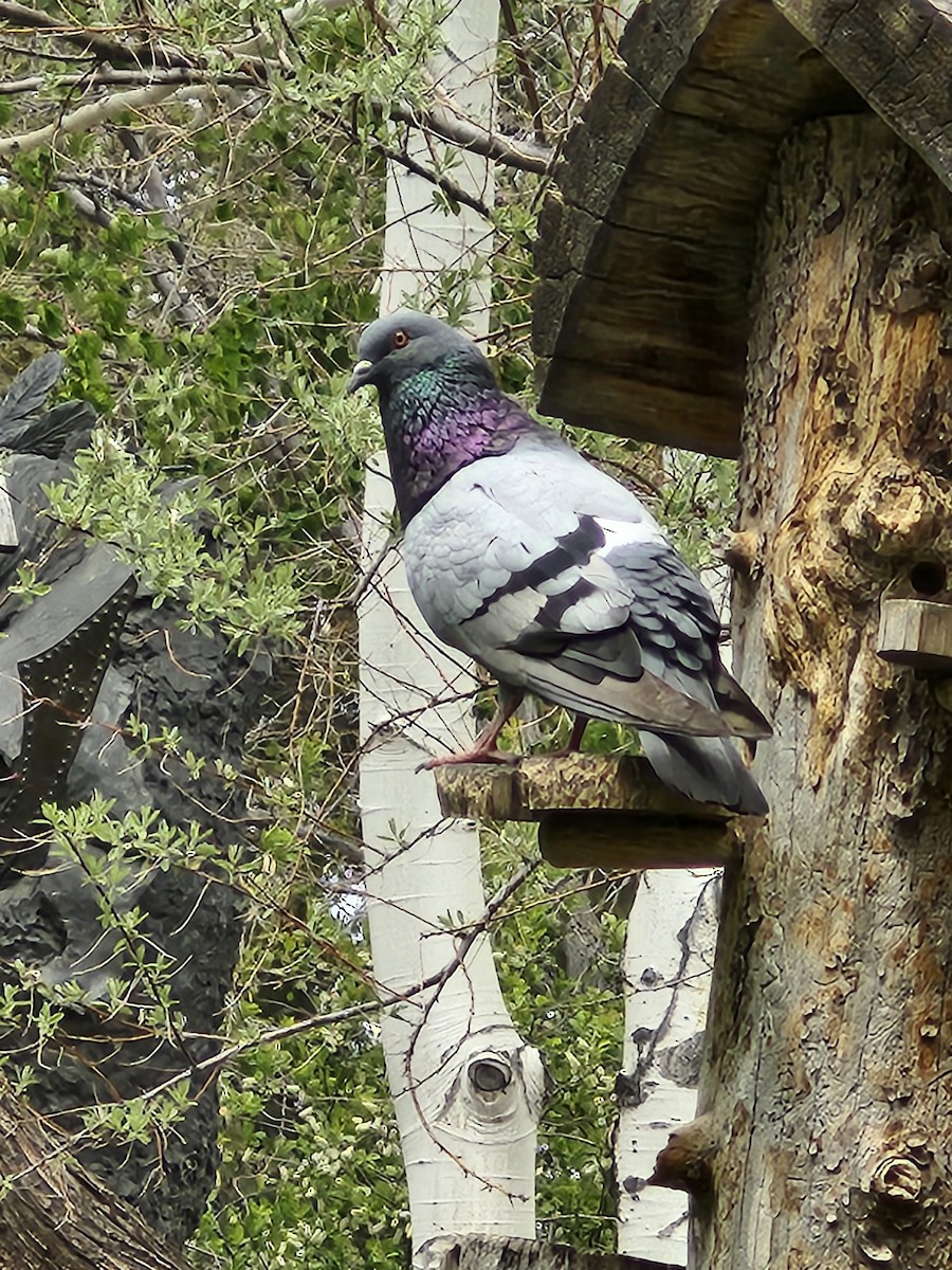Rock Pigeon (Feral Pigeon) - ML619533864