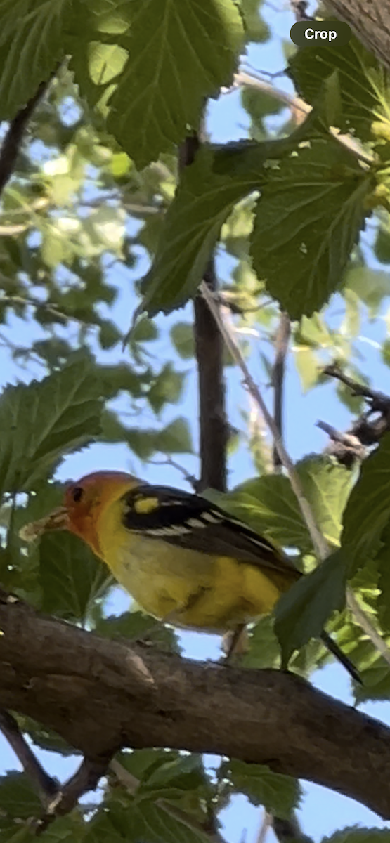 Western Tanager - ML619533865