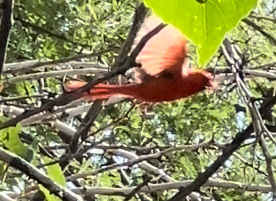 Cardinal rouge - ML619533874