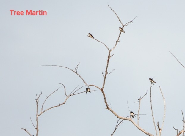 Tree Martin - ML619533879
