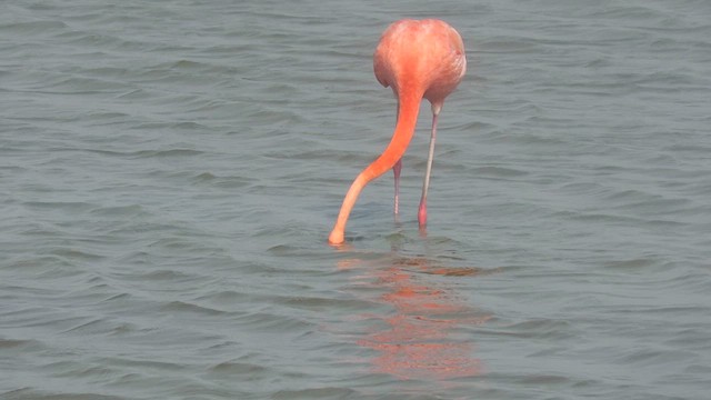 American Flamingo - ML619533891