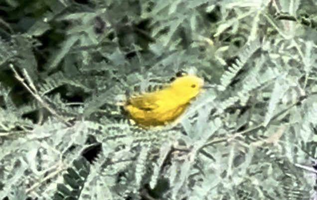 Yellow Warbler - ML619533896
