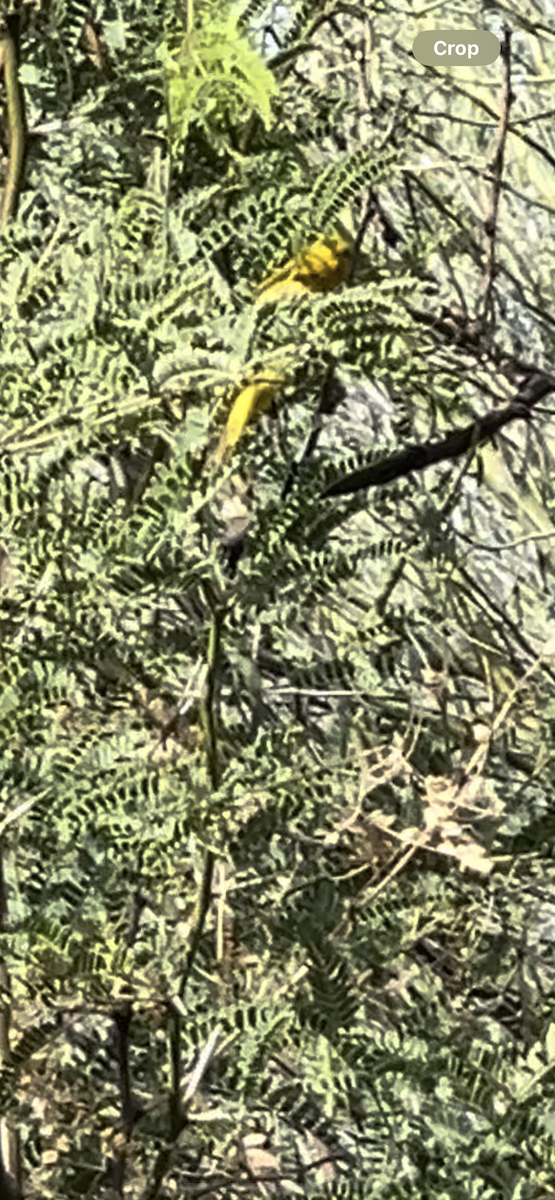 Yellow Warbler - ML619533898
