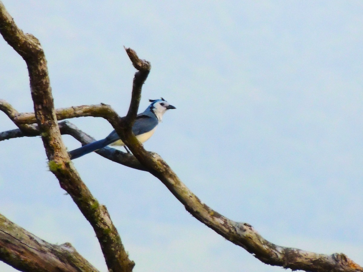 White-throated Magpie-Jay - ML619533908