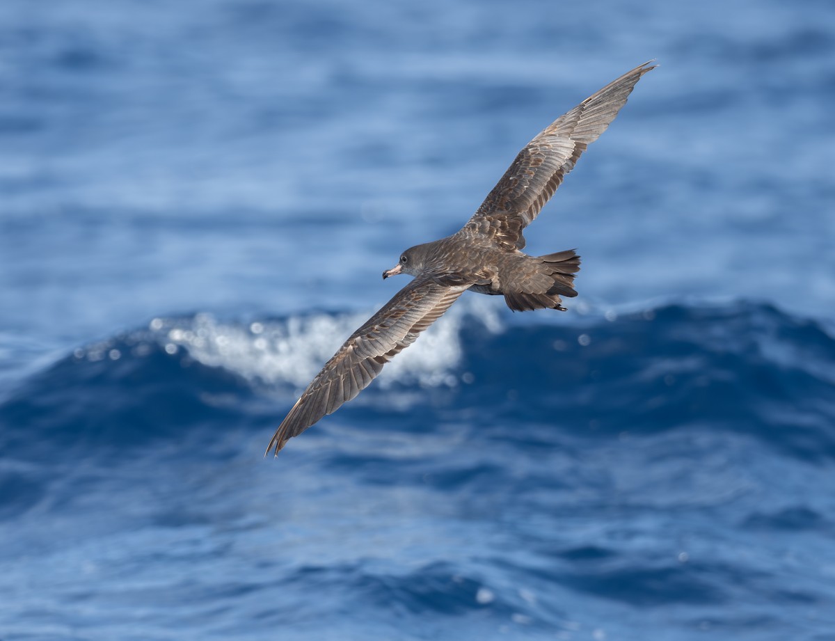 Pink-footed Shearwater - ML619533934