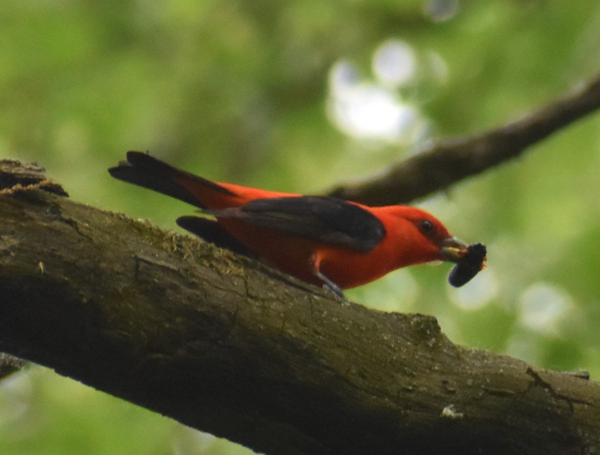 Scarlet Tanager - ML619533948
