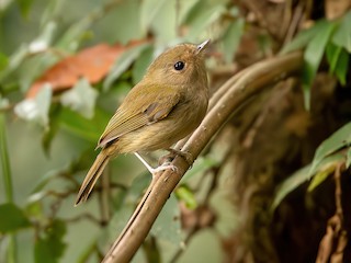  - Brown-breasted Pygmy-Tyrant