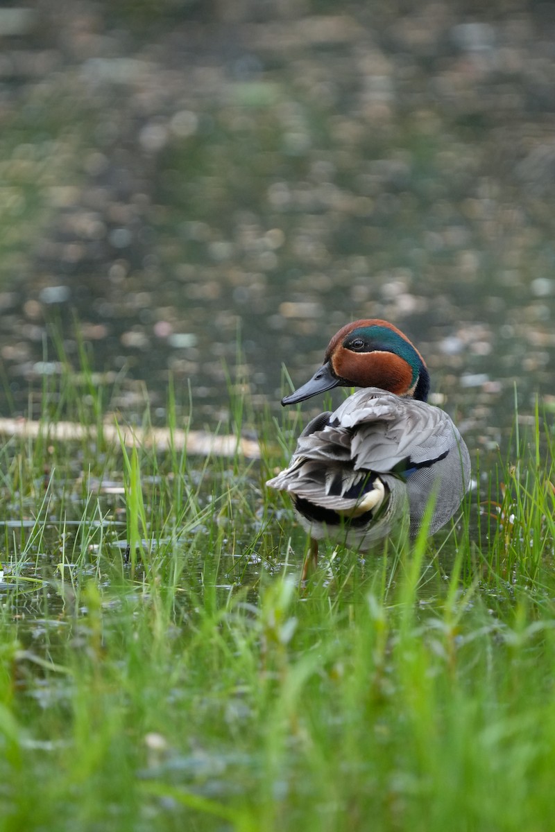 Green-winged Teal - ML619533968