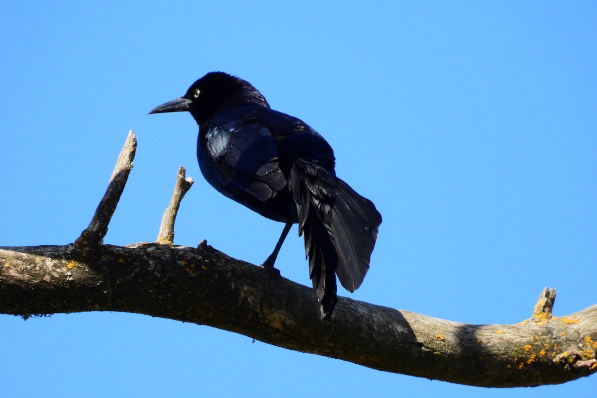 Great-tailed Grackle - ML619533974