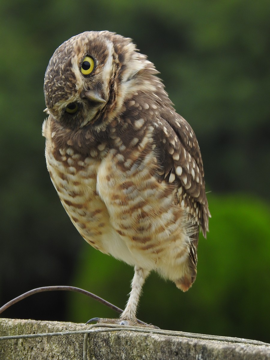 Burrowing Owl - ML619533975
