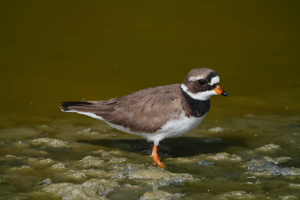 Common Ringed Plover - ML619533977