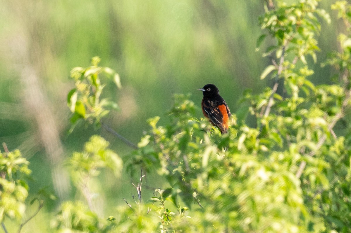 Orchard Oriole - ML619534050