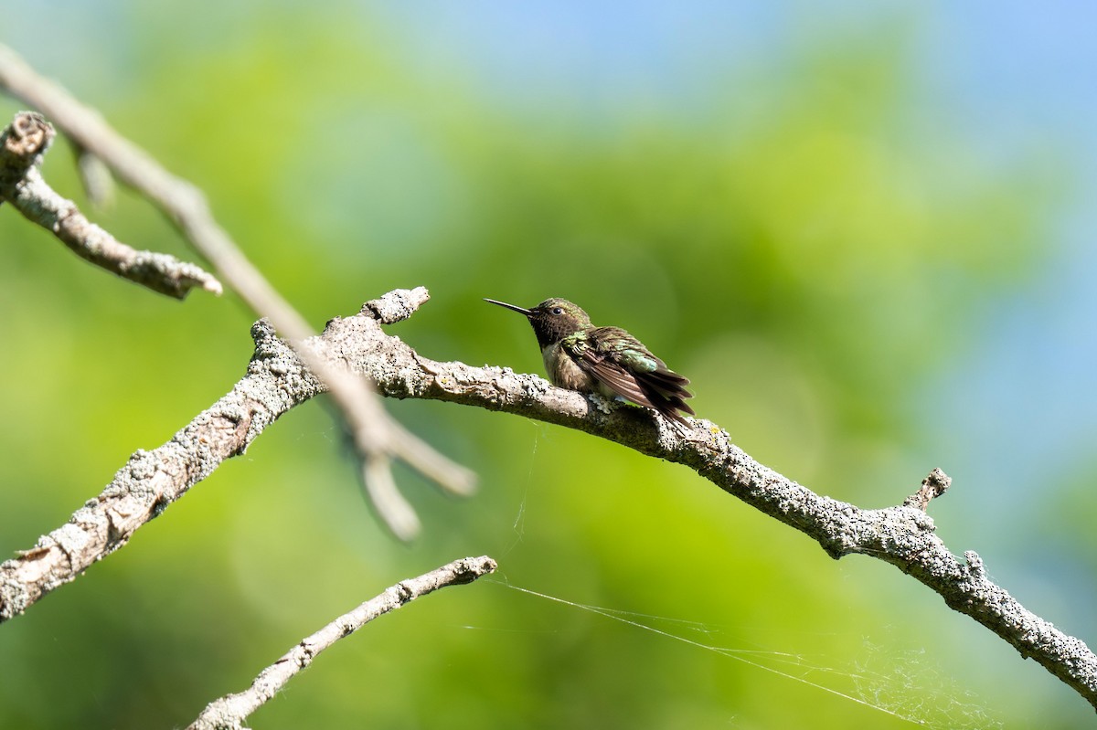 Ruby-throated Hummingbird - ML619534081